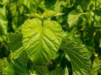 夏天養(yǎng)蠶桑葉一會(huì)就干了怎么辦？
