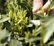 茶的原產(chǎn)地是哪個(gè)國(guó)家？