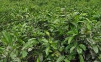 2024年4月茶樹(shù)最新詳情：茶樹(shù)過(guò)度種植、供過(guò)于求