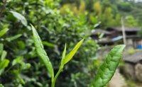 4月19日最新咨詢：“七安紅”春茶開(kāi)始采收，新